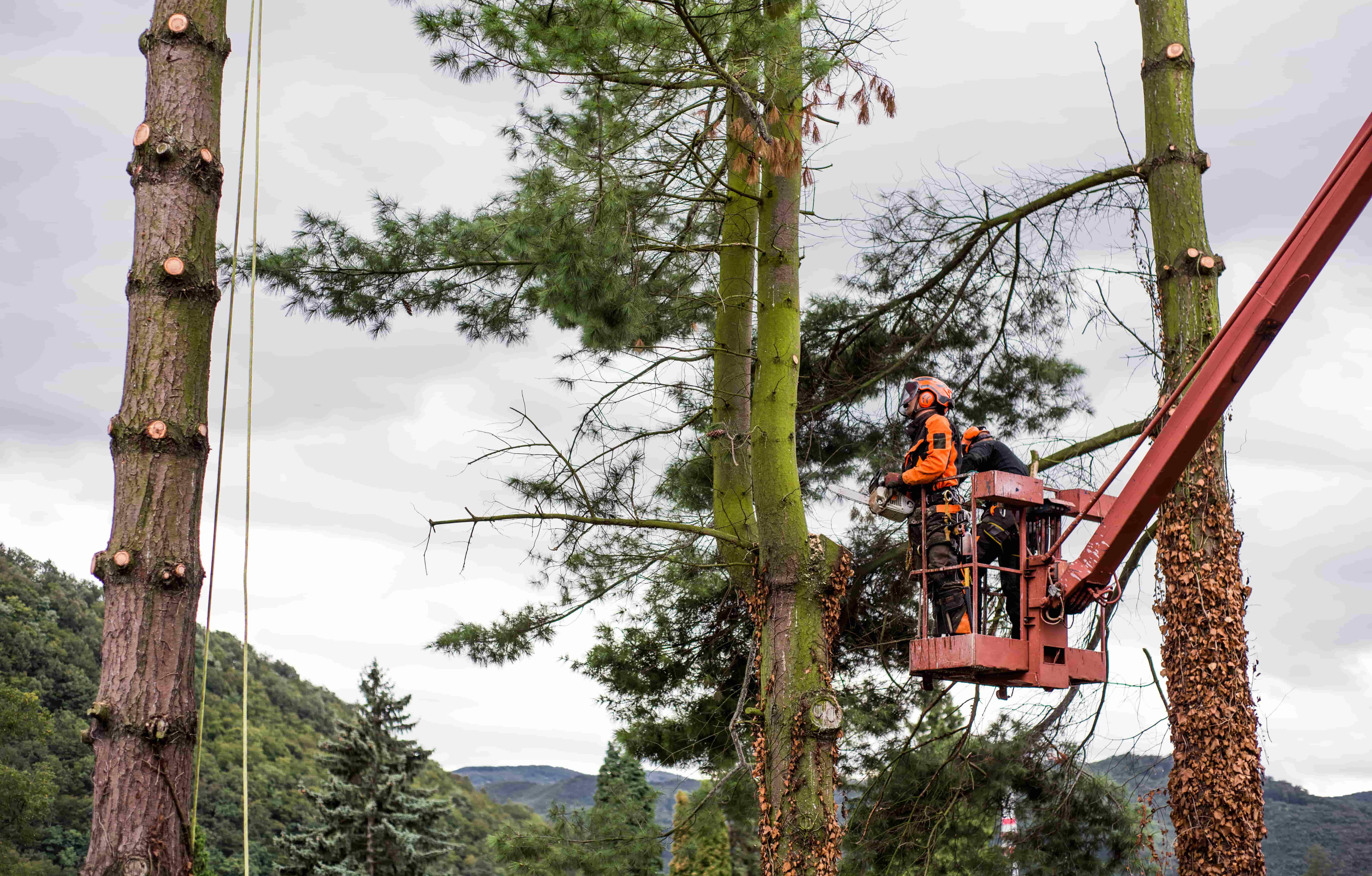 arborist-men-with-chainsaw-and-lifting-platform-cu-RD298YG-min